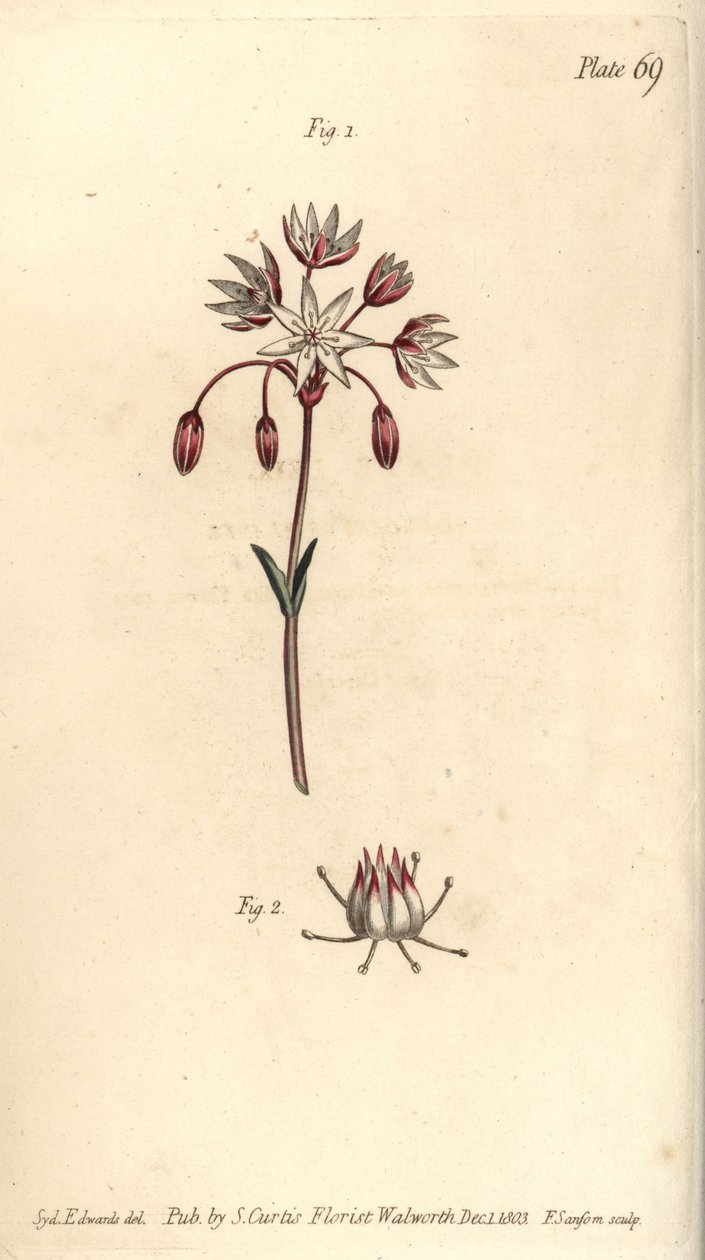 Hermaphroditenblume mit sieben Stempeln, Heptagynia, Septas capensis (Kupferstich) von Sydenham Teast Edwards