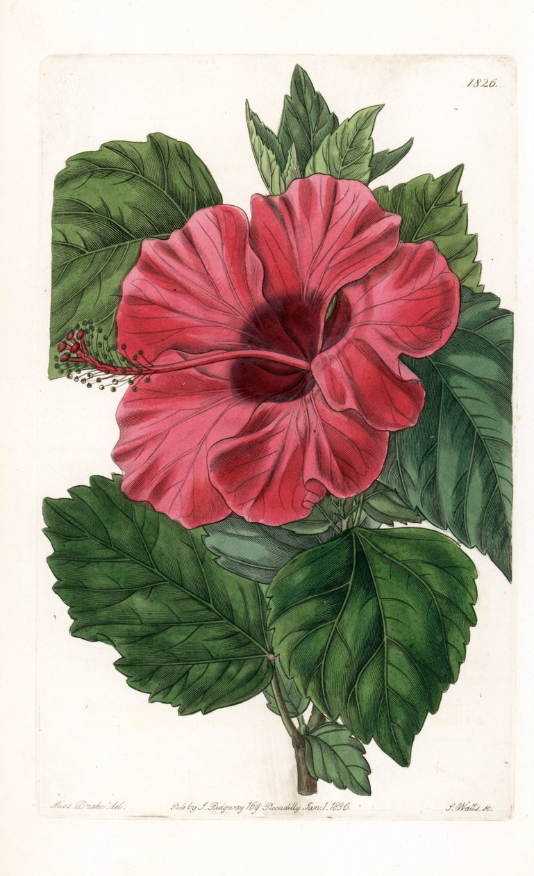 Hibiscus rose from China - Gravado por S.Watts, de uma ilustração de Sarah Anne Drake (1803-1857), do Botanical Register of Sydenham Edwards (1768-1819), Inglaterra de Sydenham Teast Edwards