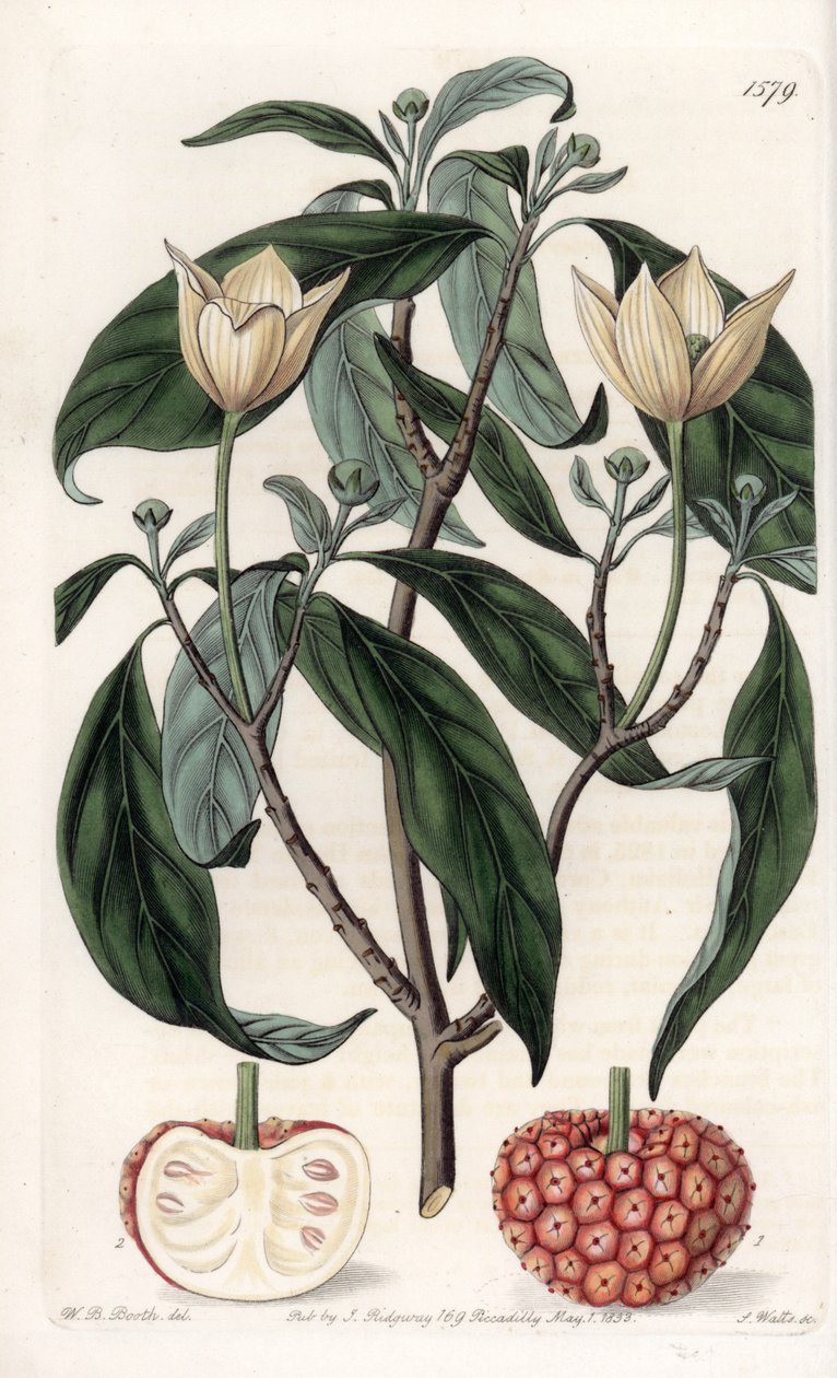 Himalayan Dogwood - Quadro gravado por S.Watts, de uma ilustração de Sarah Anne Drake (1803-1857), do Botanical Register of Sydenham Edwards (1768-1819), Inglaterra de Sydenham Teast Edwards