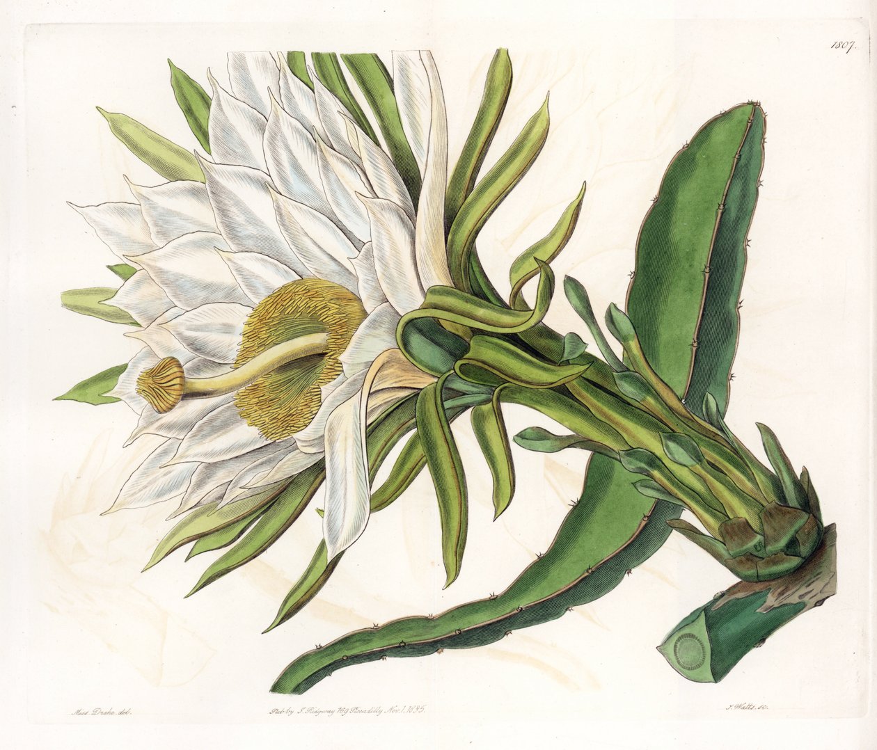 Flor de Hylocereus, variedade de cacto epífito - Placa gravada por S.Watts, de uma ilustração de Sarah Anne Drake (1803-1857), do Botanical Register of Sydenham Edwards (1768-1819), Inglaterra de Sydenham Teast Edwards