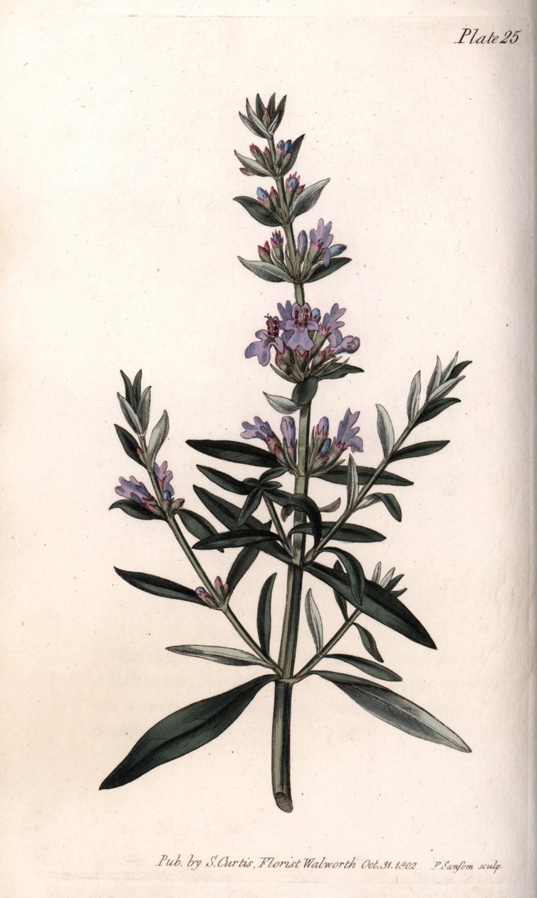 Hyssop ou hissop officinal. Gravura em cobre colorido, ilustração de Sydenham Edwards (1768-1819) para Conferências de Botanical, Jardim Botânico de Lambeth (Inglaterra) de Sydenham Teast Edwards