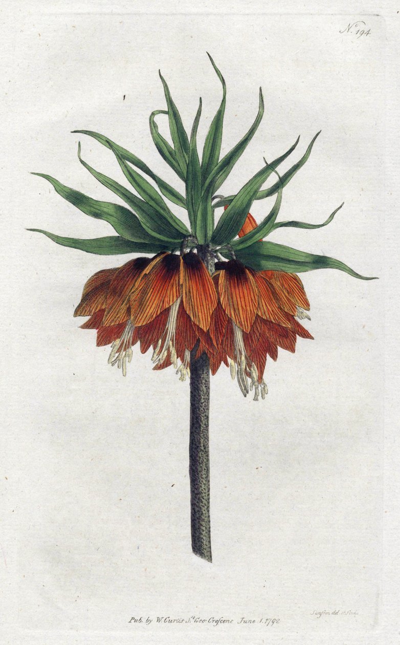 Imperial Fritillary or Imperial Crown - Litografia de Sydenham Edwards (1768-1819), Placa da revista Botanical de William Curtis (1746-1799) de Sydenham Teast Edwards