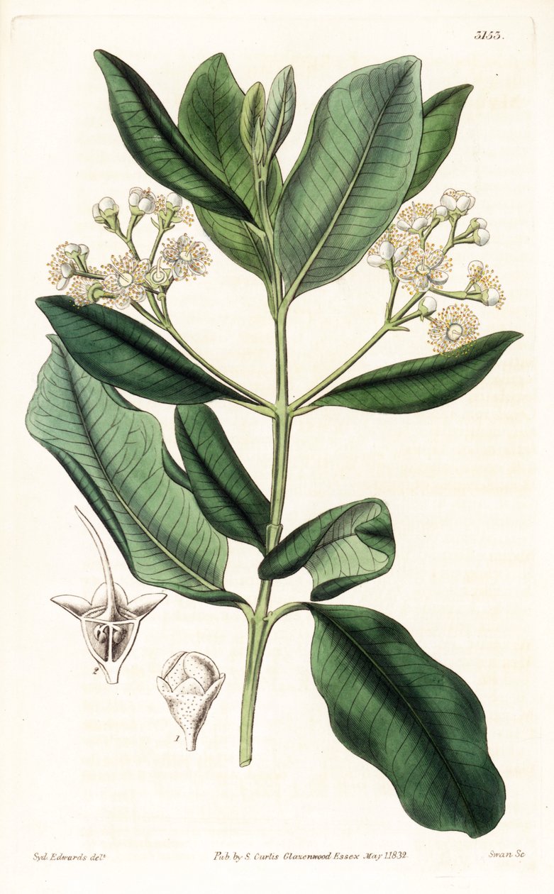 Madeira da Índia - Rumeiro da baía, Pimenta racemosa (cravo selvagem, Myrcia acris), nativo das Caraíbas. Gravura em chapa de cobre colorida à mão por Swan, após ilustração de Sydenham Edwards da "Botanical Magazine" de Samuel Curtis, Londres. de Sydenham Teast Edwards