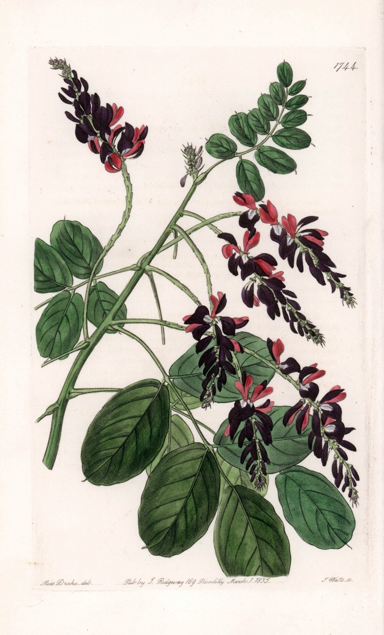 Indigofera Variete - Placa gravada por S.Watts, a partir de uma ilustração de Sarah Anne Drake (1803-1857), do Botanical Register of Sydenham Edwards (1768-1819), Inglaterra de Sydenham Teast Edwards