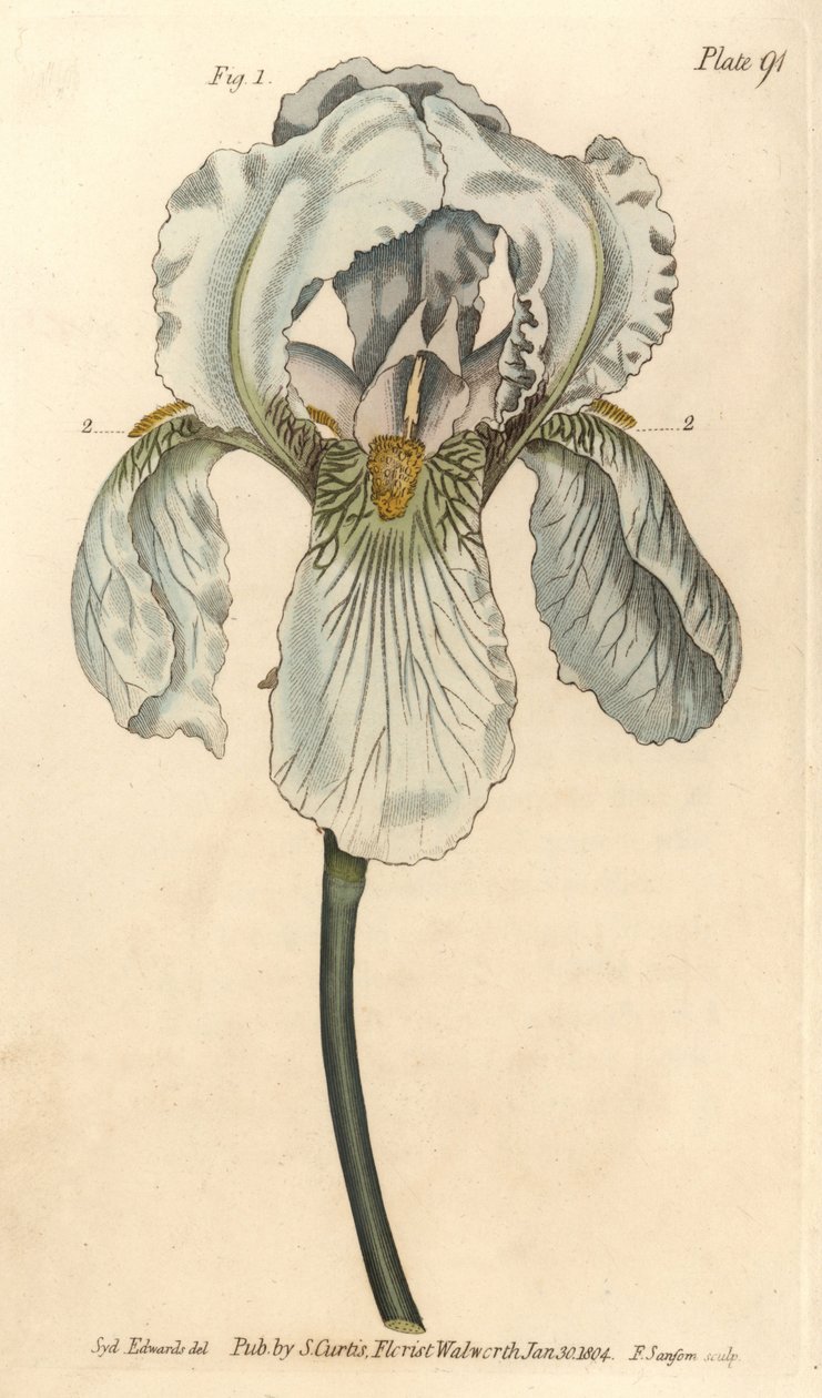 Iris florentina, Iris germanica nothovar. Gravura em chapa de cobre colorida à mão por F. Sansom de uma ilustração botânica de Sydenham Edwards para as Palestras de Botânica de William Curtis, conforme entregue no Jardim Botânico de Lambeth. de Sydenham Teast Edwards