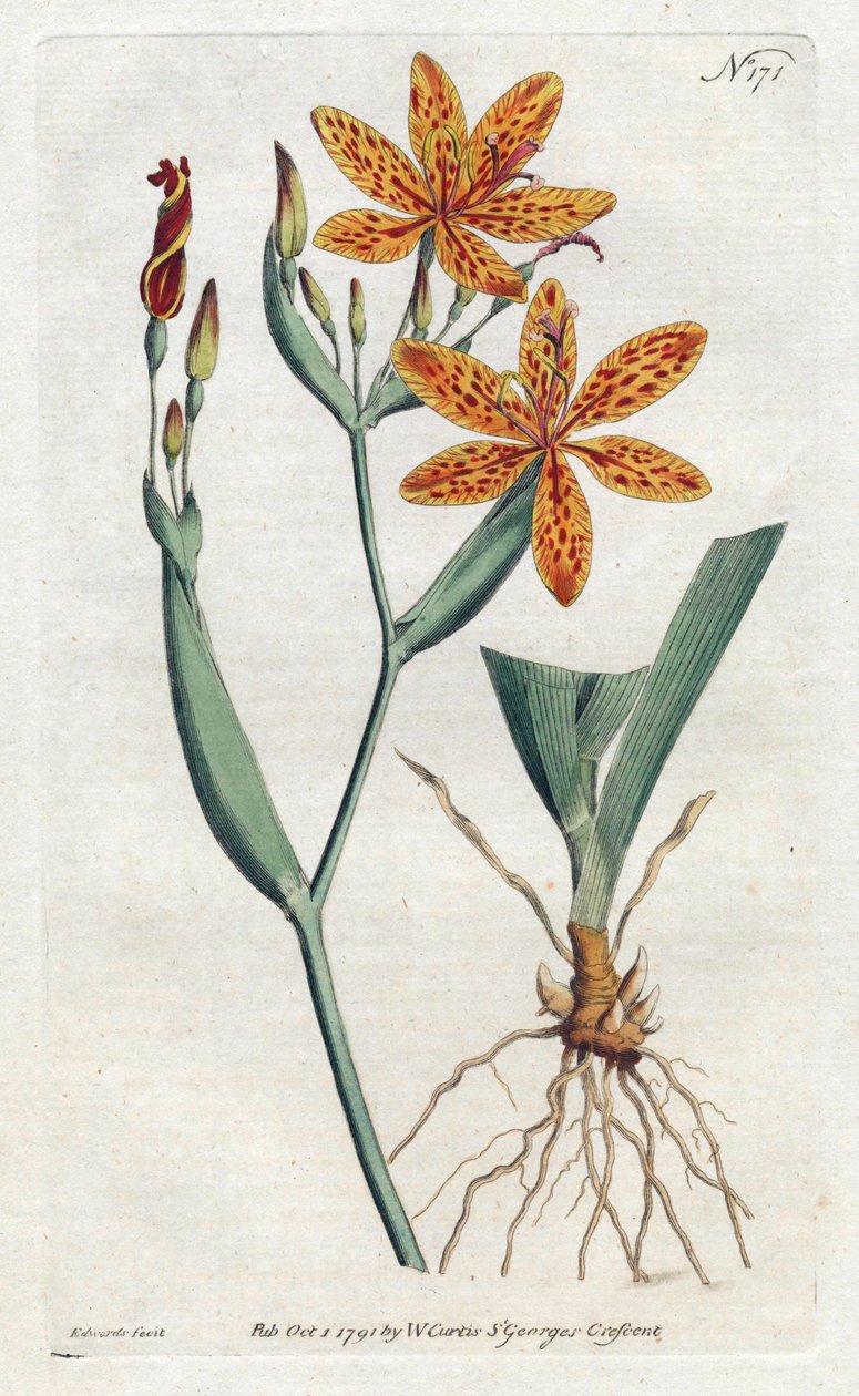 Iris leopardo ou lírio de tigre (Iris Domestica) - Litografia de Sydenham Edwards (1768-1819), da Revista Botânica de William Curtis (1746-1799) de Sydenham Teast Edwards