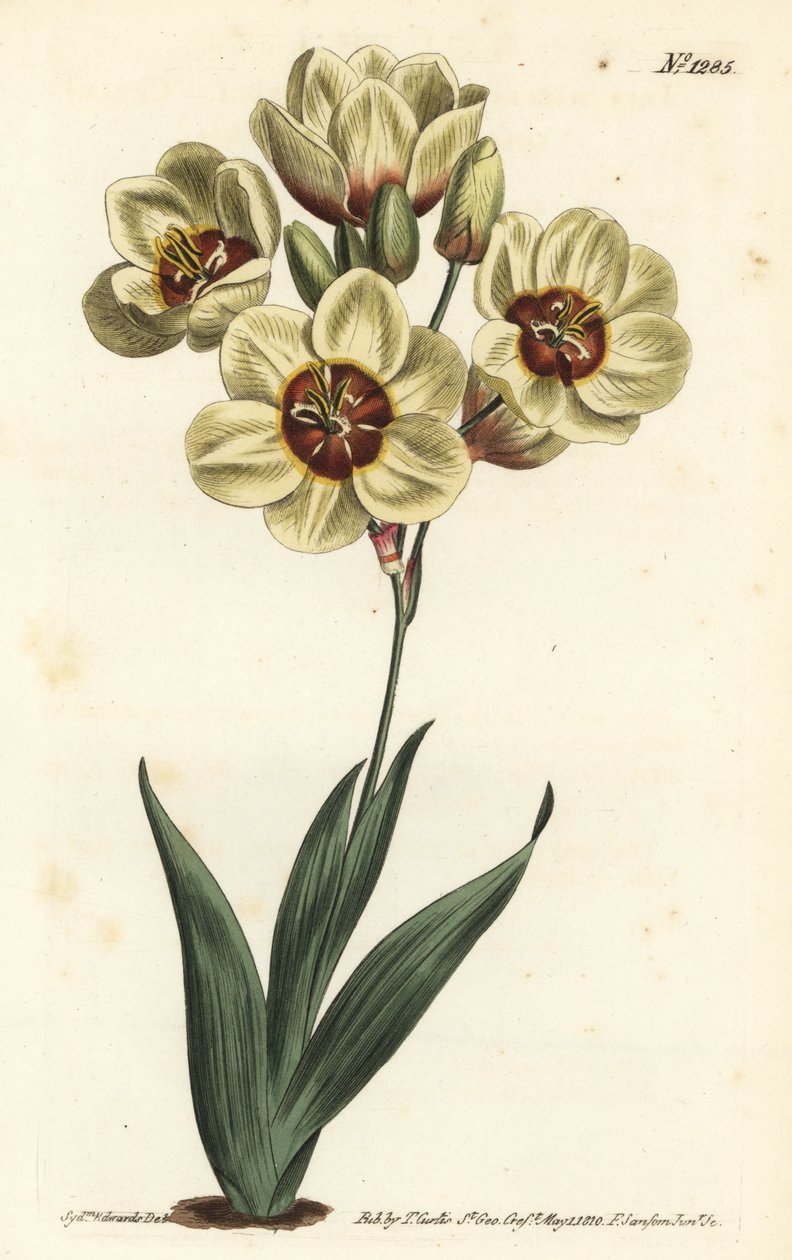 Ixia abbreviata (Ixia maculata v. ochroleuca). Gravura em chapa de cobre colorida à mão por F. Sansom Jr. após ilustração de Sydenham Edwards da revista Botanical Magazine de William Curtis, T. Curtis, Londres de Sydenham Teast Edwards