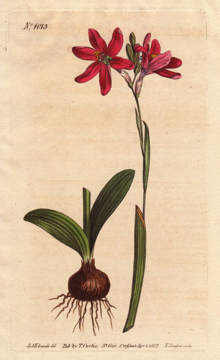 Ixia pink. da família dos lírios sul-africanos, descrita com bulbo e folhas. Ixia rosa rosa, uma bela flor rosa da família dos lírios da África do Sul, mostrada com bulbo e folhas à esquerda. Ixia latifolia (Ixia capillaris). Placa de cobre colorida à mão  de Sydenham Teast Edwards