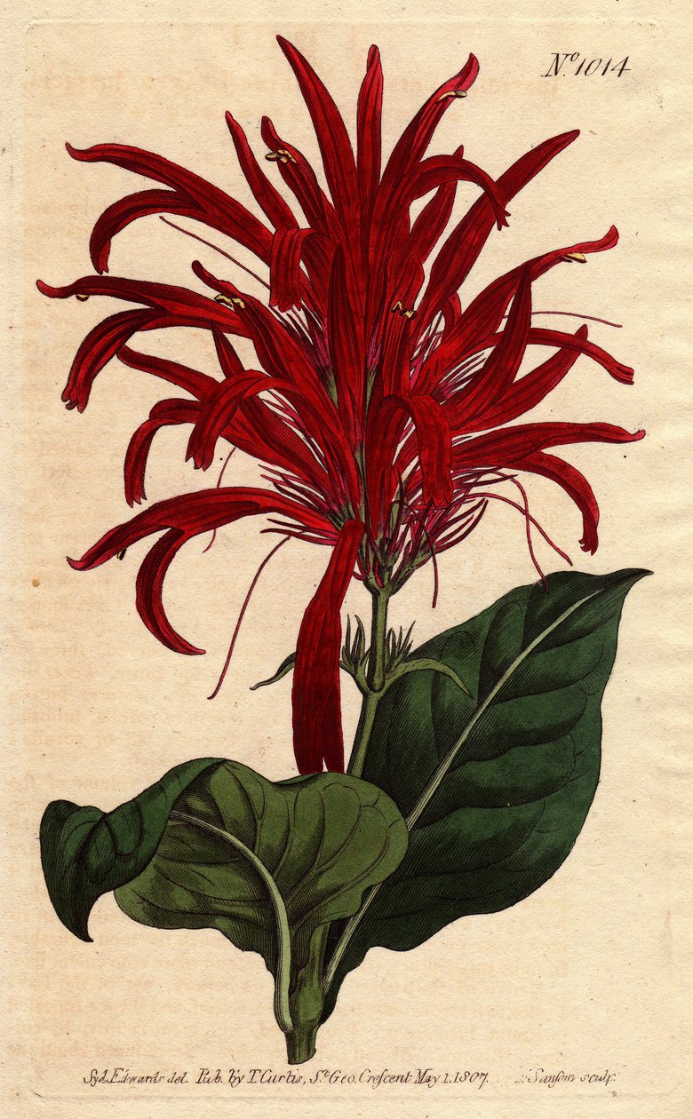 A planta Justicia tem folhas brilhantes e flores carmesim brilhantes, nativas de Barbados. Justifica-se com folhas brilhantes e flores carmesim brilhantes. Nativa de Barbados. Justica lucida. Gravura em chapa de cobre colorida à mão a partir de uma ilustra de Sydenham Teast Edwards