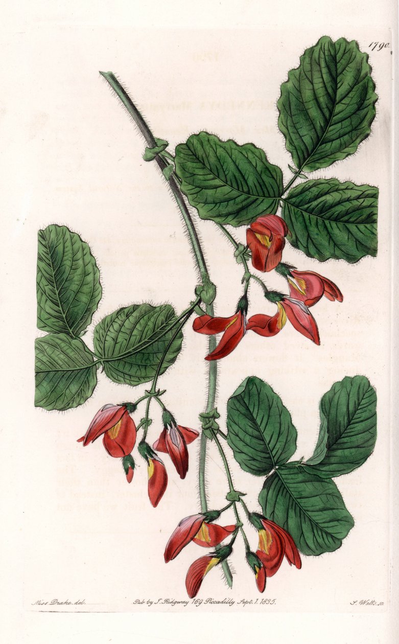 Kennedia macrophylla, planta nativa da Austrália, espécies raras em perigo - Placa gravada por S. Watts, a partir de uma ilustração de Sarah Anne Drake (1803-1857), do Botanical Register of Sydenham Edwards (1768-1819), Inglaterra de Sydenham Teast Edwards