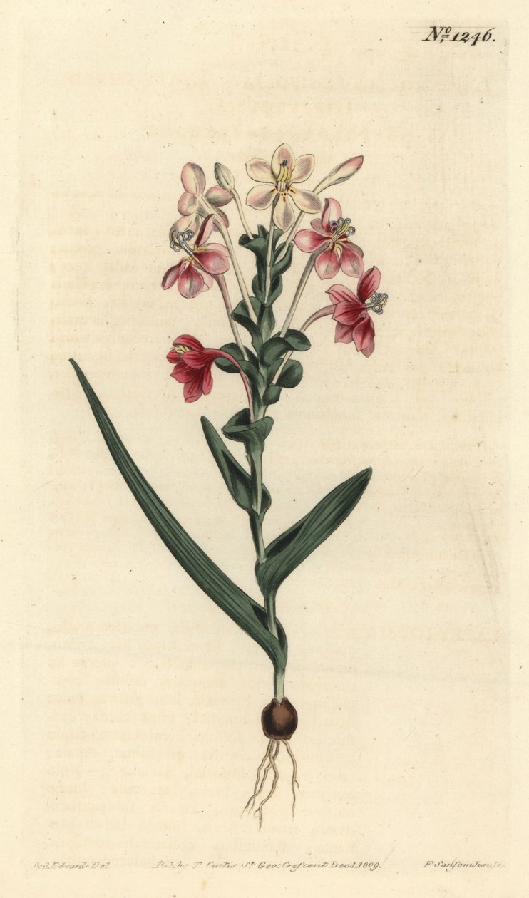 Lapeirousia pyramidalis (Lapeyrousia leopedrada, Lapeyrousia fissifolia). Gravura em chapa de cobre colorida à mão por F. Sansom Jr. após ilustração de Sydenham Edwards da revista Botanical Magazine de William Curtis, T. Curtis, Londres de Sydenham Teast Edwards