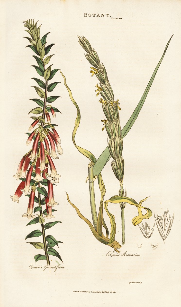 Epacris de flor grande e erva de Lyme de Sydenham Teast Edwards