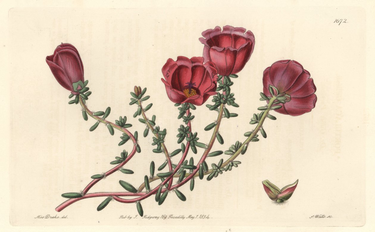 Cavaleiro de flor grande ou de onze horas, nativo do Chile - S. Watts água forte de uma ilustração de Sarah Anne Drake (1803-1857), do Botanical Register de Sydenham Teast Edwards