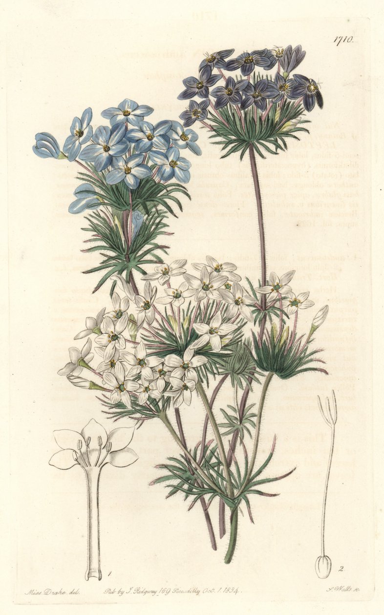 Leptosiphon androsace, nativo da Califórnia - Water by S. Watts de uma ilustração de Sarah Anne Drake (1803-1857), do Botanical Register de Sydenham Teast Edwards
