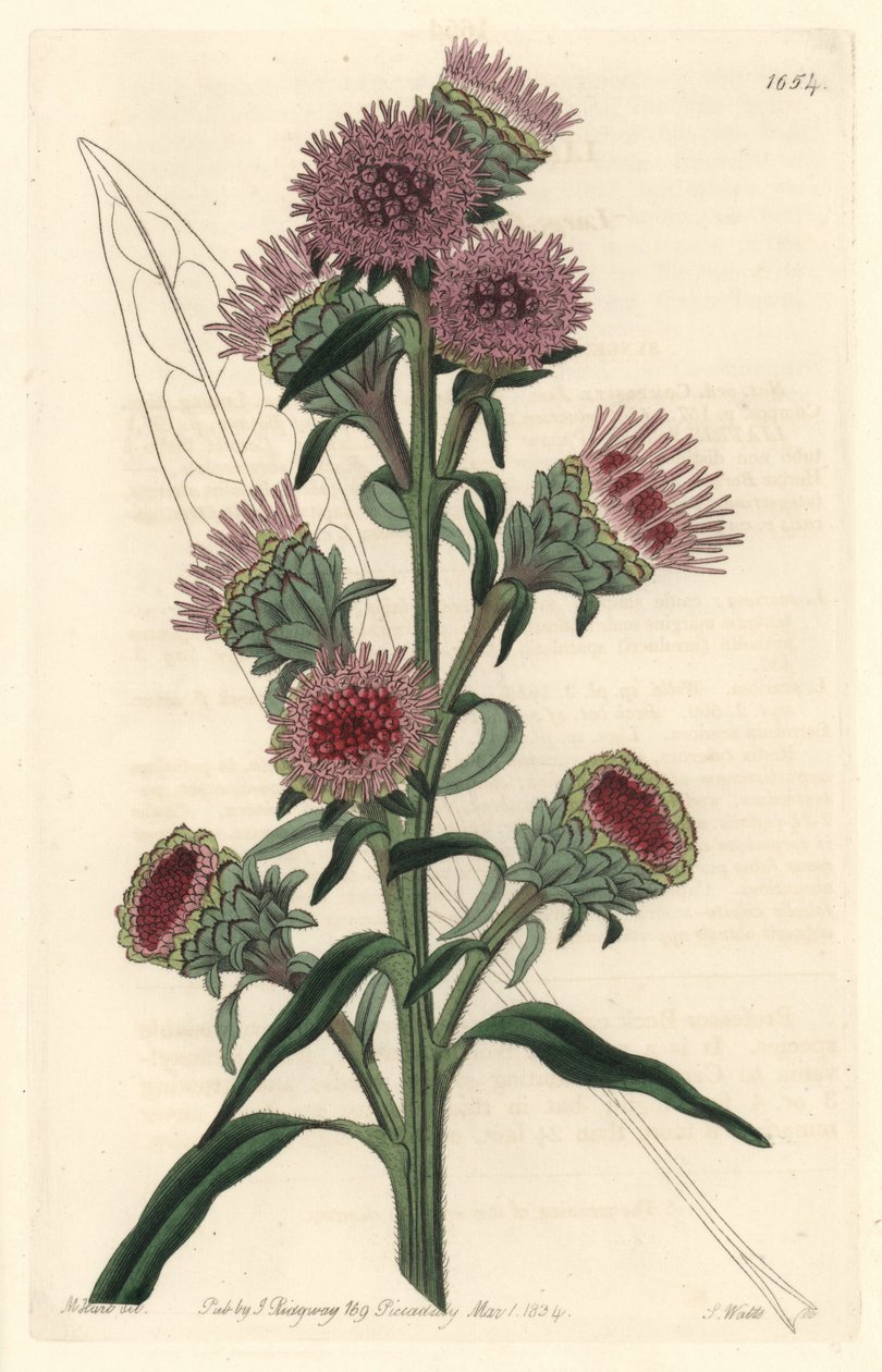 Liatide ou liatris, nativo da América do Norte - S. Watts água forte de uma ilustração de M. Hart, do Botanical Register de Sydenham Teast Edwards