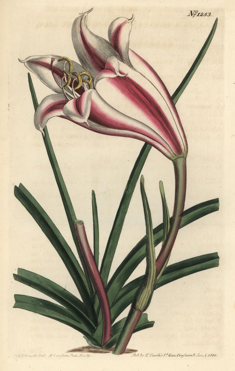 Lily Variete - Lírio da Costa do Cabo, Crinum ornatum (Amaryllis ornata). Gravura em chapa de cobre colorida à mão por F. Sansom Jr. após ilustração de Sydenham Edwards da revista Botanical Magazine de William Curtis, T. Curtis, Londres. de Sydenham Teast Edwards