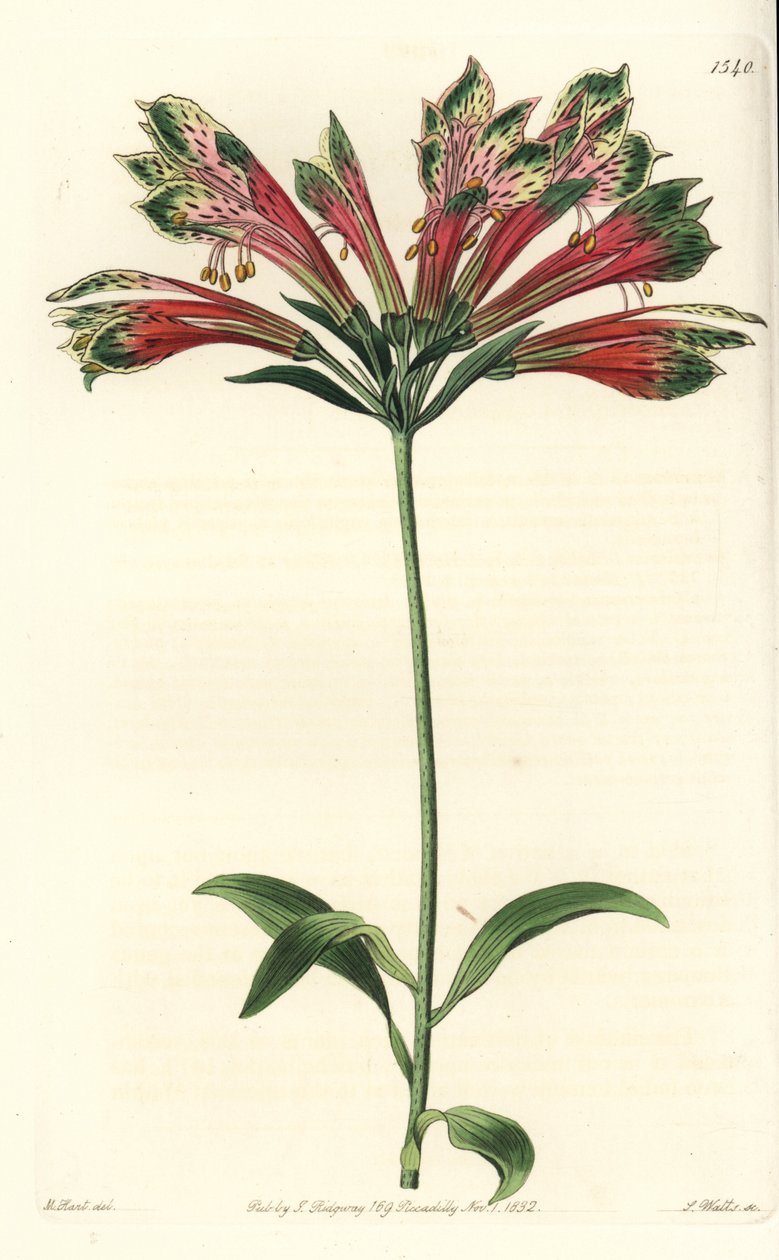 Lírio dos Incas ou Peru (alstroemere ou alstroemerie) - Lírio peruano, Alstroemeria pulchella (Parrot alstroemeria, Alstroemeria psittacina). Gravura em chapa de cobre colorida à mão por S. Watts depois de uma ilustração de M. Hart do Botanical de Sydenham de Sydenham Teast Edwards