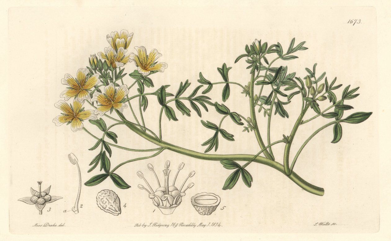 Limnanthe, originalmente da Califórnia - S. Watts Strong Water, de uma ilustração de Sarah Anne Drake (1803-1857), do Botanical Register de Sydenham Teast Edwards