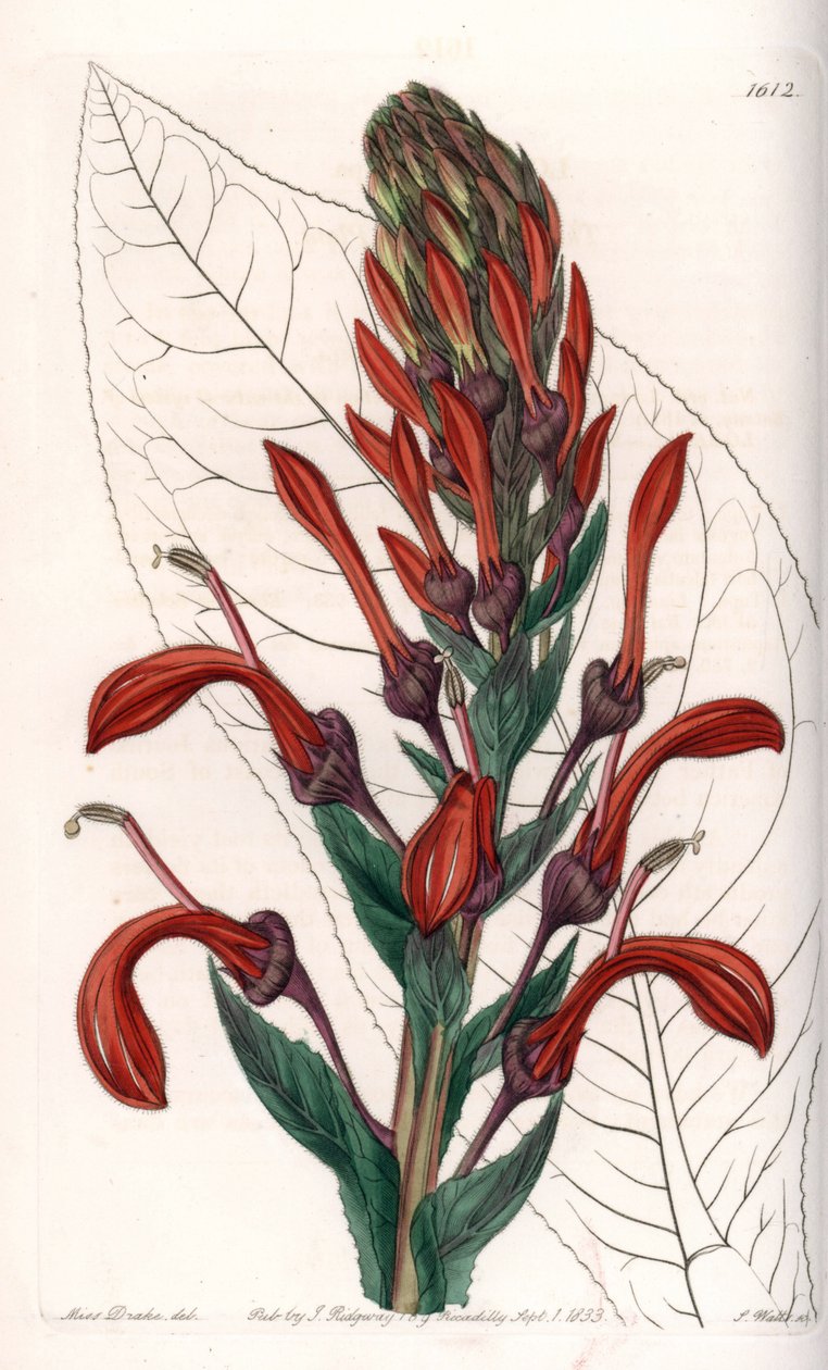 Lobelia variete (ou cardeal) do Chile - Placa gravada por S.Watts, de uma ilustração de Sarah Anne Drake (1803-1857), do Registro Botânico de Sydenham Edwards (1768-1819), Inglaterra de Sydenham Teast Edwards