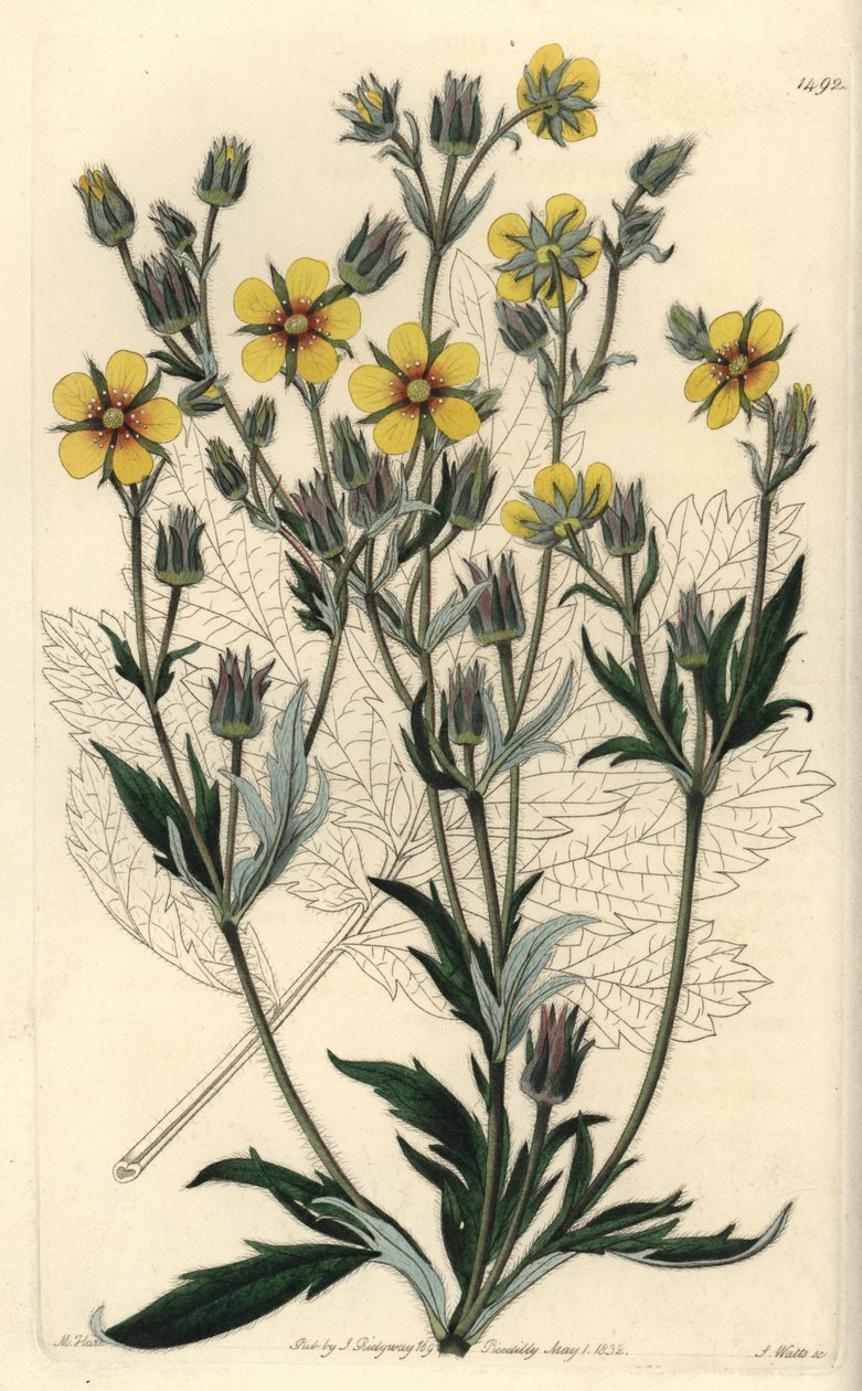 Cinquefolia longifolia variete - Potentilla longifolia (Cinquefólio viscoso viscoso viscoso viscoso). Gravura em chapa de cobre colorida à mão por S. Watts após uma ilustração de M. Hart do Sydenham Edwards
