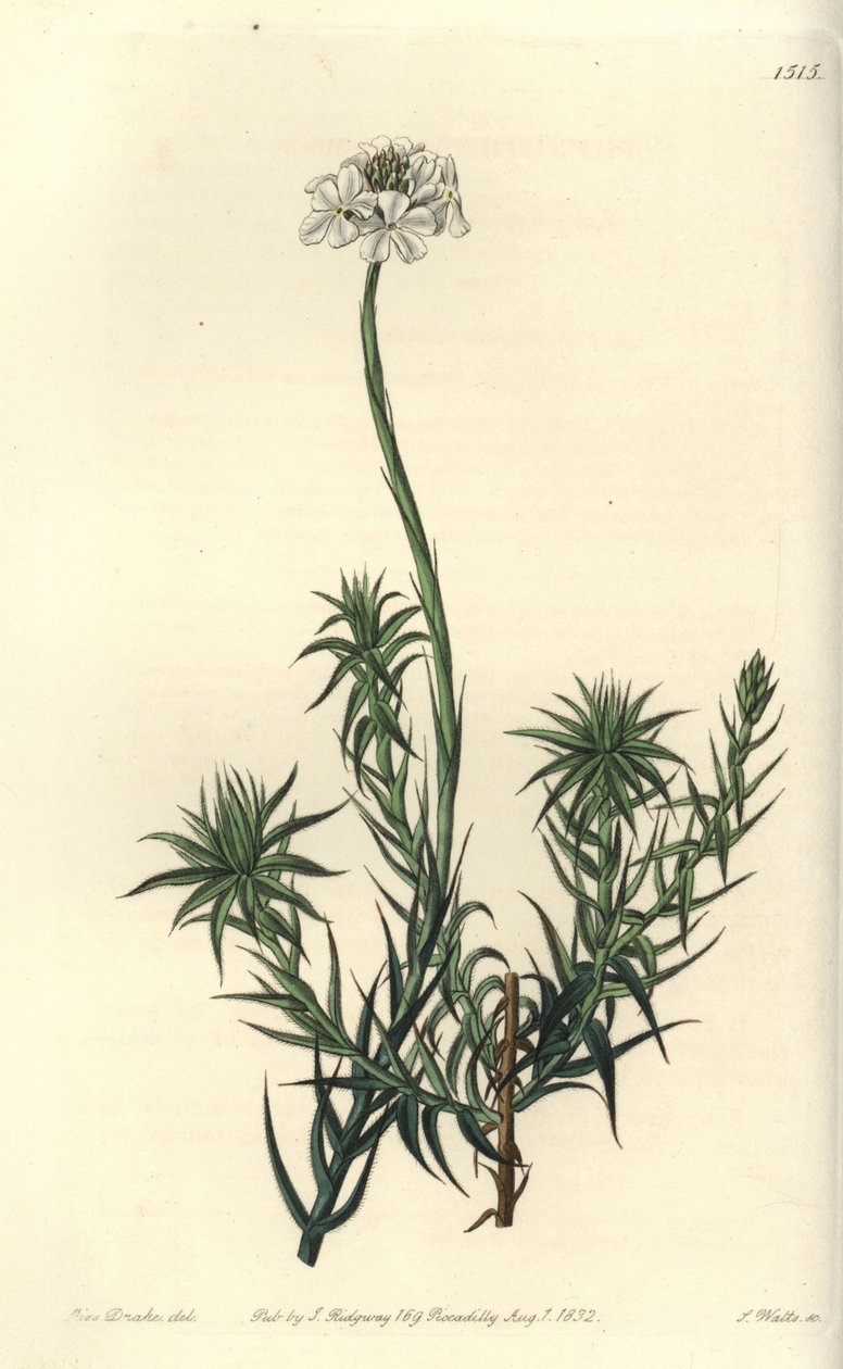 Sphenotoma de folhas longas, Sphenotoma capitatum. Gravura em chapa de cobre colorida à mão por S. Watts depois de uma ilustração de Miss Sarah Drake do Registo Botânico de Sydenham Edwards, Ridgeway, Londres de Sydenham Teast Edwards