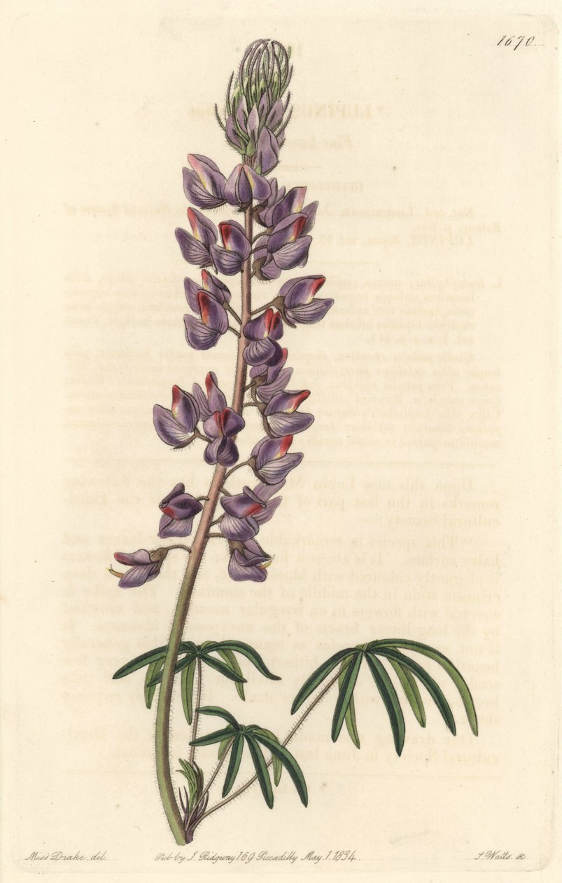 Tremoço com folhas estreitas - Água forte de S. Watts de uma ilustração de Sarah Anne Drake (1803-1857), do Botanical Register de Sydenham Teast Edwards
