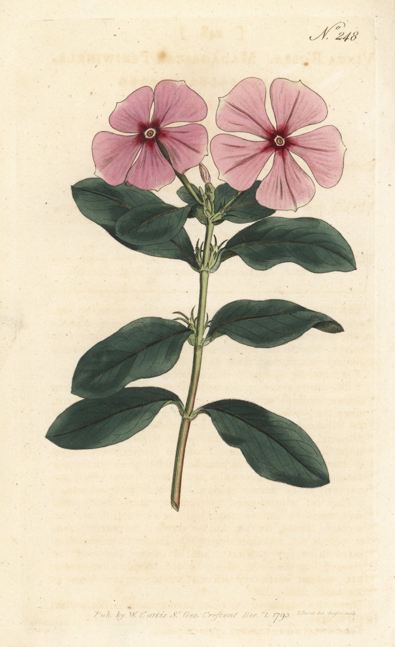 Madagáscar Periwinkle - Madagáscar periwinkle, Catharanthus roseus (Vinca rosea). Gravura em chapa de cobre colorida à mão por Sansom após ilustração de Sydenham Edwards rom William Curtis