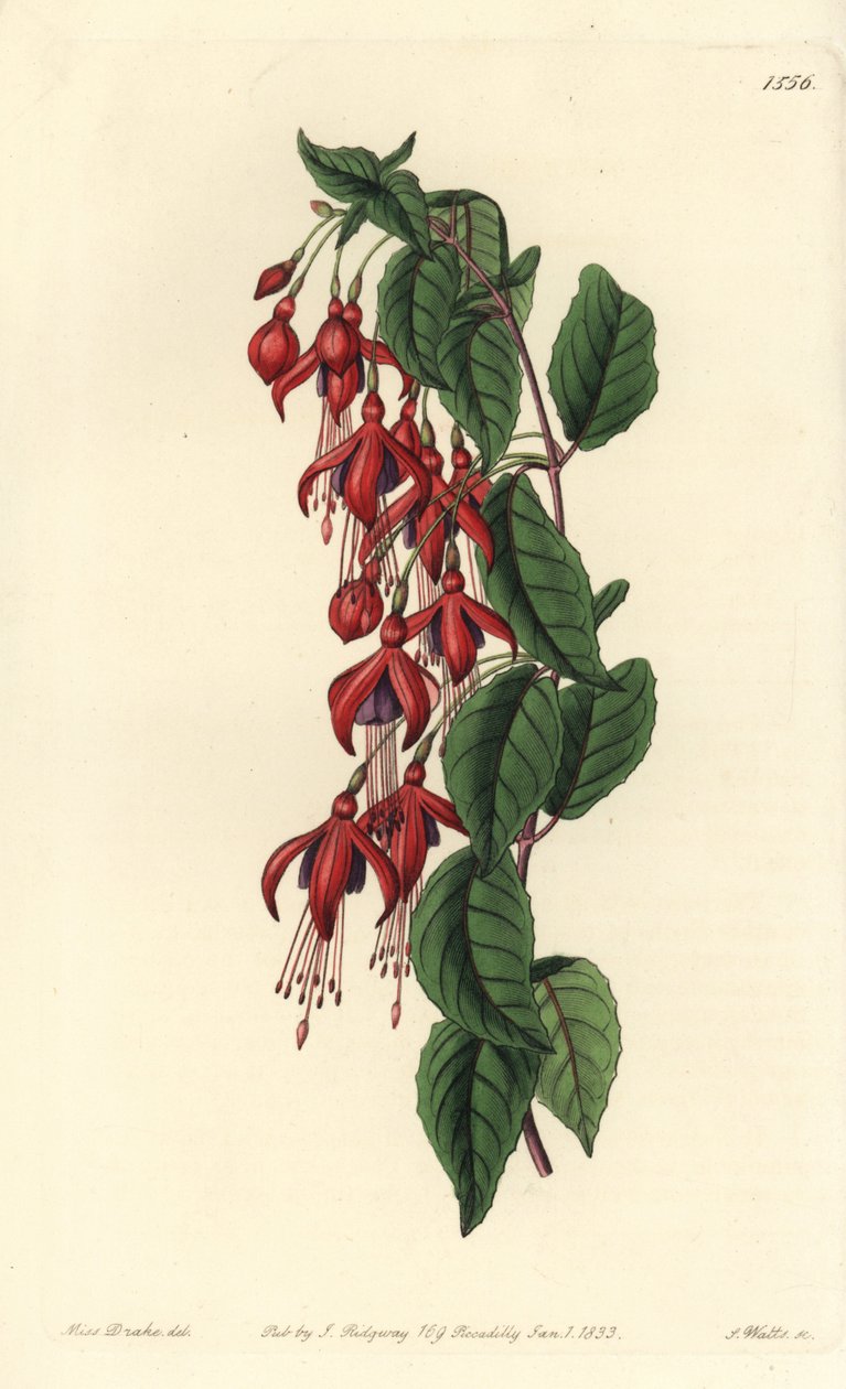 Magellan fuchsia - Hummingbird fuchsia, Fuchsia magellanica (Fuchsia globosa, Fuchsia fuchsia). Gravura em chapa de cobre colorida à mão por S. Watts depois de uma ilustração de Miss Sarah Drake do Registo Botânico de Sydenham Edwards, Ridgeway, Londres. de Sydenham Teast Edwards