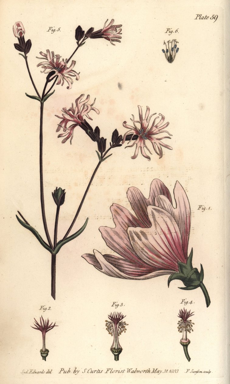 Malva, Malva sylvestris, Monadelphia de Sydenham Teast Edwards