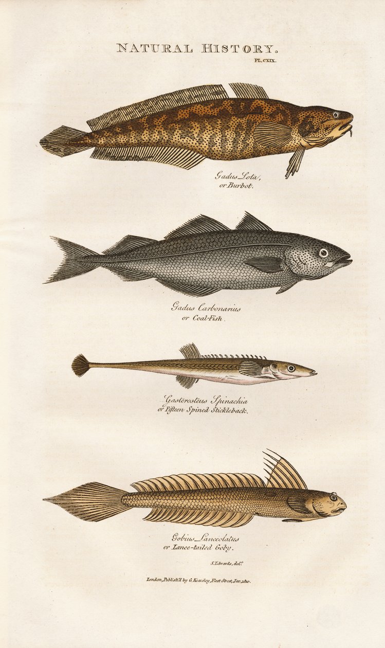 Peixes marinhos das águas costeiras europeias de Sydenham Teast Edwards
