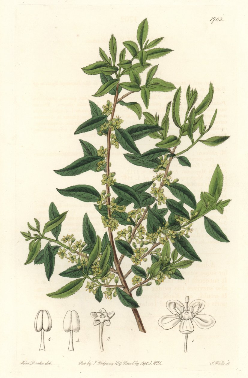 Maytenus boaria (maiten), endêmica da América Central e do Sul - Água forte de S. Watts, de uma ilustração de Sarah Anne Drake (1803-1857), do Botanical Register de Sydenham Teast Edwards