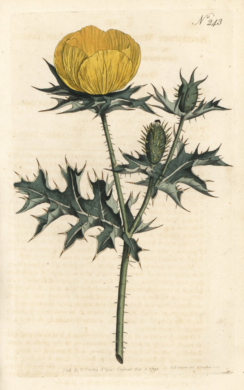 Mexicana Argemone - Argemone mexicana ou papoula, Argemone mexicana. Gravura em chapa de cobre colorida à mão por Sansom depois de uma ilustração de Sydenham Edwards da revista Botanical de William Curtis, Londres. de Sydenham Teast Edwards