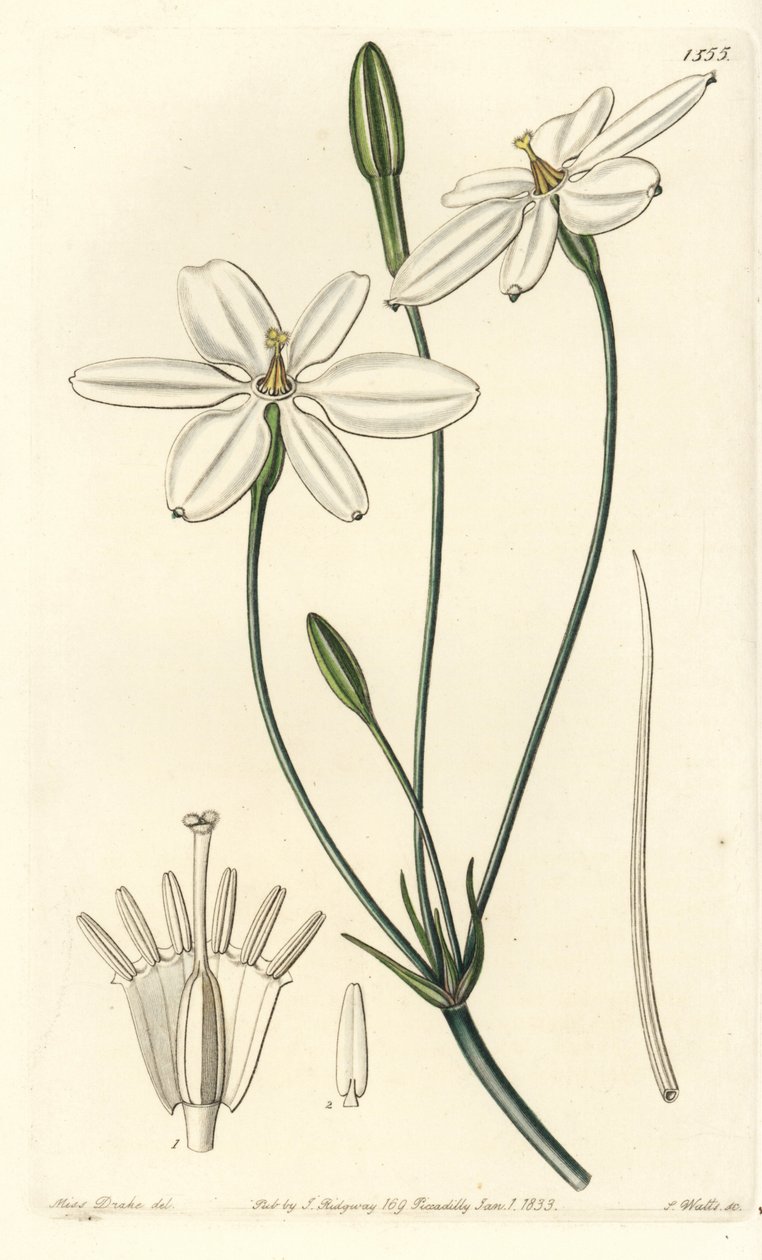 Mexican Star - Estrela mexicana ou milla branca de neve, Milla biflora. Gravura em chapa de cobre colorida à mão por S. Watts depois de uma ilustração de Miss Sarah Drake do Registo Botânico de Sydenham Edwards, Ridgeway, Londres de Sydenham Teast Edwards