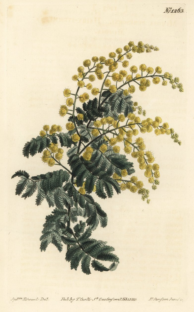 Mimosa - Downy wattle, Acacia pubescens, vulnerável (Mimosa de haste peluda, Mimosa pubescens). Gravura em chapa de cobre colorida à mão por F. Sansom Jr. após ilustração de Sydenham Edwards da revista Botanical Magazine de William Curtis, T. Curtis, Londr de Sydenham Teast Edwards
