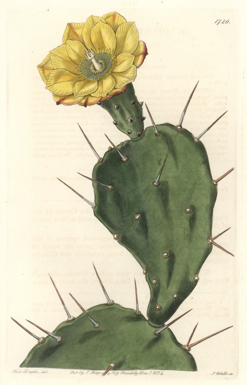 Monacanth Pactus, cacto florido, nativo da América do Sul - Água forte de S. Watts de uma ilustração de Sarah Anne Drake (1803-1857), do Botanical Register de Sydenham Teast Edwards