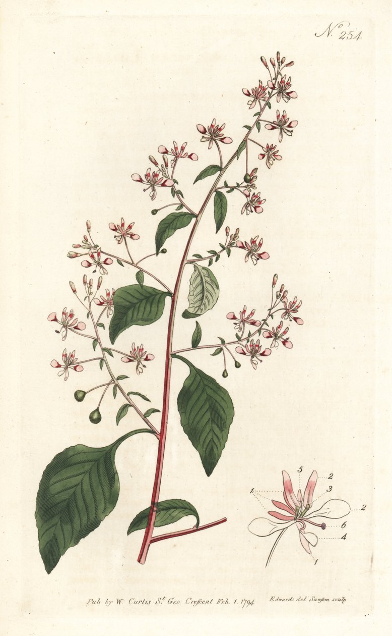 Mosquito flor ou lopezia mexicana, Lopezia racemosa. Gravura em chapa de cobre colorida à mão por Sansom após ilustração de Sydenham Edwards da revista Botanical Magazine de William Curtis, Londres. de Sydenham Teast Edwards