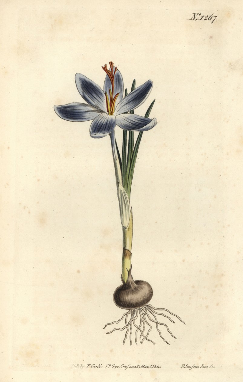 Crocus de montanha, Crocus serotinus. Gravura em chapa de cobre colorida à mão por F. Sansom Jr. após ilustração de Sydenham Edwards da revista Botanical Magazine de William Curtis, T. Curtis, Londres de Sydenham Teast Edwards