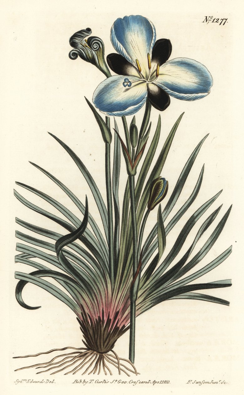 Aristea melaleuca, Aristea lugens (Aristea melaleuca). Gravura em chapa de cobre colorida à mão por F. Sansom Jr. depois de uma ilustração de Sydenham Edwards da revista botânica de William Curtis, T. Curtis, Londres. de Sydenham Teast Edwards