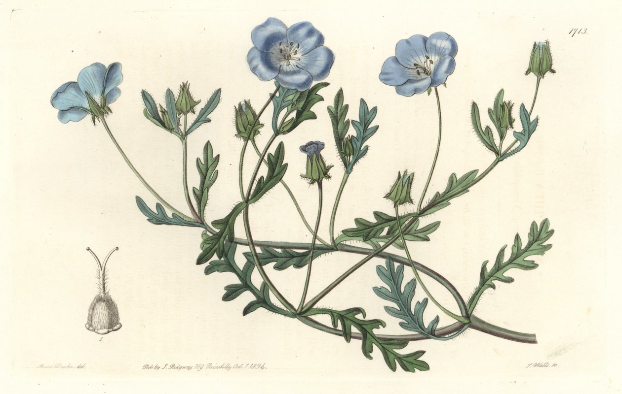Namophile maculee, originalmente da Califórnia - Water forte de S. Watts de uma ilustração de Sarah Anne Drake (1803-1857), do Botanical Register de Sydenham Teast Edwards