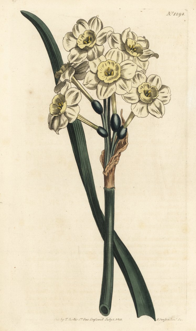 Narcissus a bouquet - Narcissus tazetta (Narcissus narcissus; Narcissus orientalis) - Gravura em chapa de cobre colorida à mão de F. Sansom Jr. depois de uma ilustração de Sydenham Edwards da revista Botanical Magaz de William Curtis de Sydenham Teast Edwards