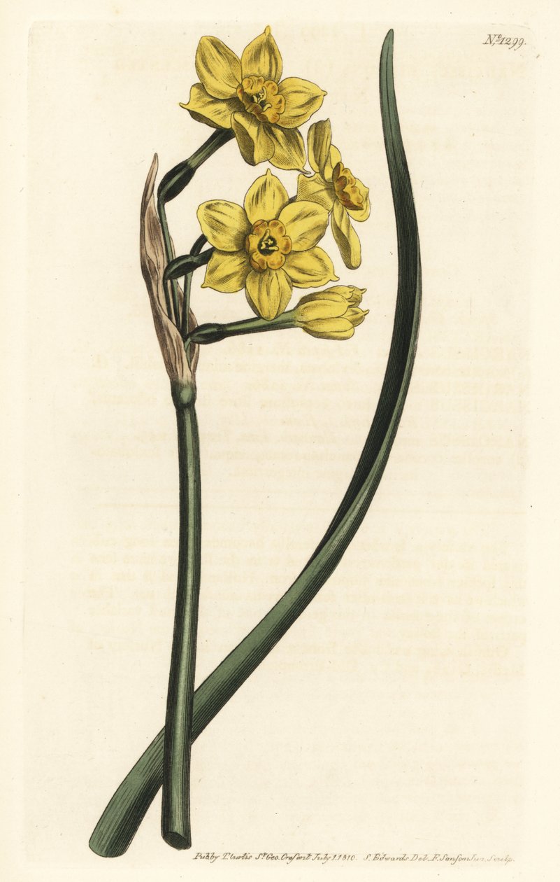 Narcissus a bouquet Bunch-flowered daffodil, Narcissus tazetta subsp. aureus (Daffodil-scented narcissus, Narcissus bifrons) - Gravura em chapa de cobre colorida à mão por F. Sansom Jr. depois de uma ilustração de Sydenham Edwards da Botanical Maga de Will de Sydenham Teast Edwards