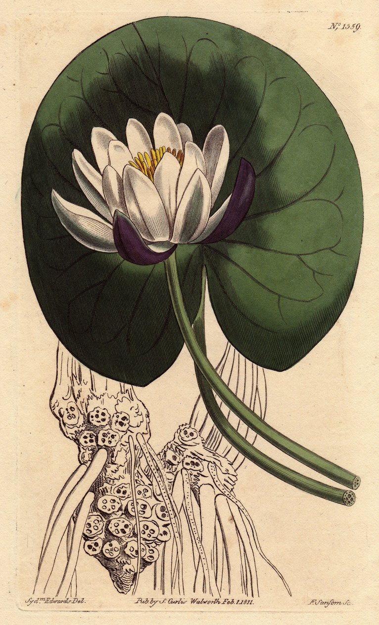 Nenuphar tem uma grande flor branca na frente de toda a sua folha redonda. Nenuphar tem um nenúfar com uma grande flor branca em frente a toda a sua folha redonda. Nymphaea nitida. Gravura em chapa de cobre colorida à mão a partir de uma ilustração botânic de Sydenham Teast Edwards