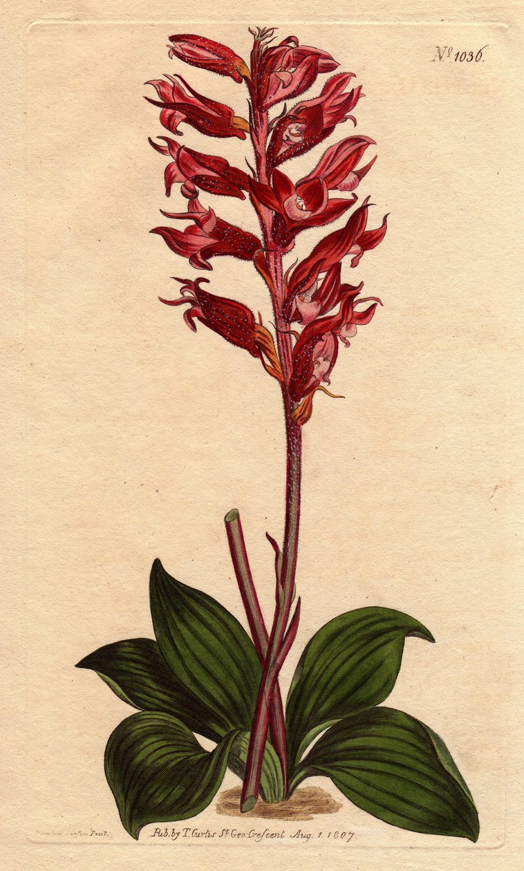 Orquídea Neottie com flor de geada, rosa e carmesim, nativa da Jamaica. Neottia de flor de geada, com flores carmesim e rosa, nativa da Jamaica. Stenorhynchus squamulosus (Neottia orquioides) Gravura em chapa de cobre colorida à mão, a partir de uma planta de Sydenham Teast Edwards