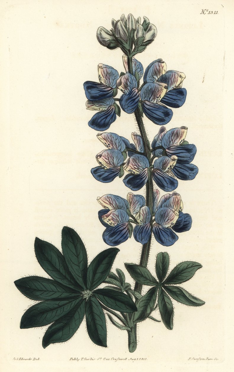 Nootka Lupin - Nootka-Sound lupin, Lupinus nootkatensis. Gravura em chapa de cobre colorida à mão por F. Sansom Jr. após ilustração de Sydenham Edwards da revista Botanical Magazine de William Curtis, T. Curtis, Londres de Sydenham Teast Edwards
