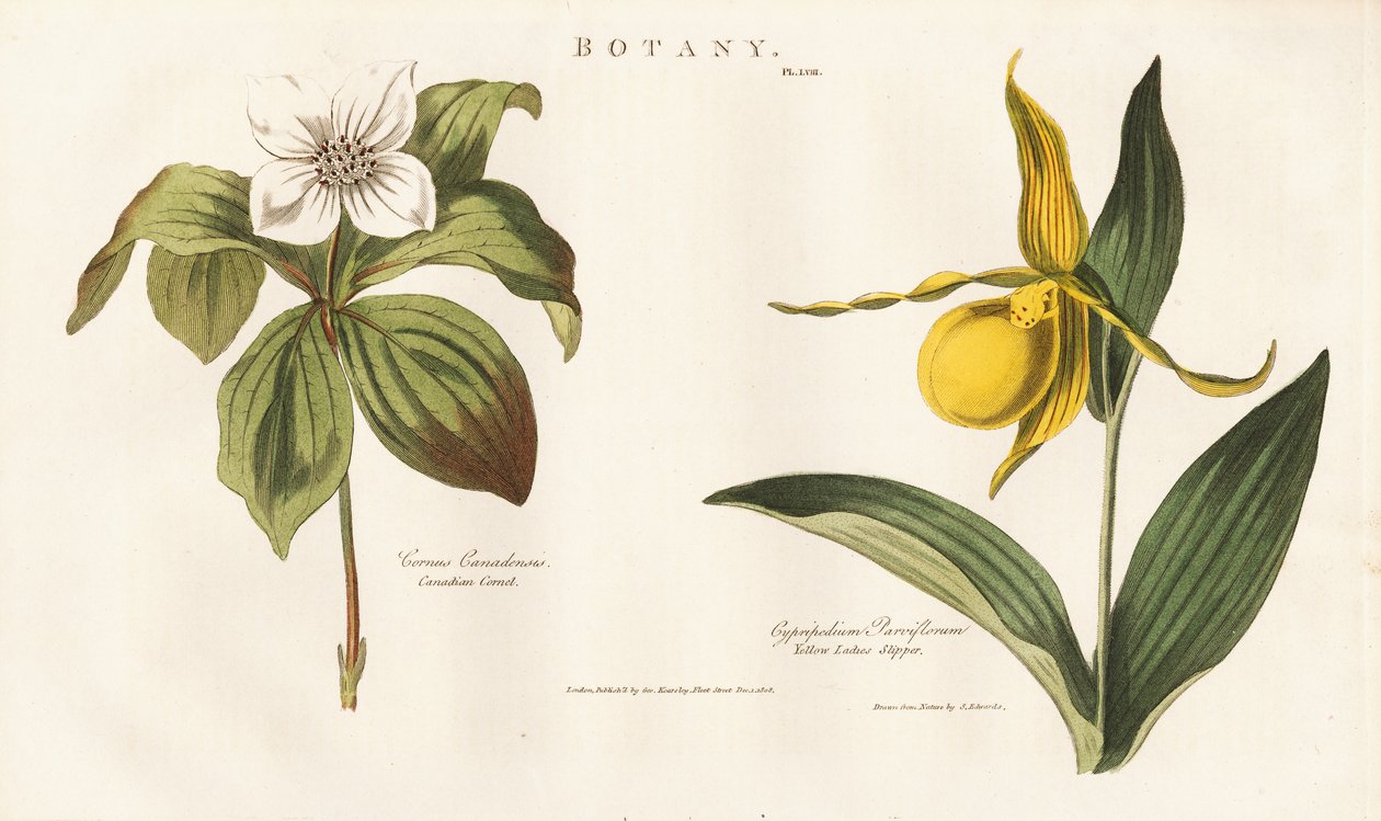 Flores silvestres da América do Norte: Bunchberry canadiano e chinelo de senhora amarelo de Sydenham Teast Edwards