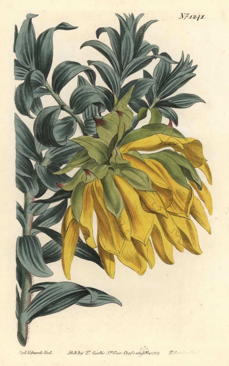 Dália com cabeça de cabeça laranja ou de montanha, Liparia splendens (Ruscus-leaved liparia, Liparia sphaerica). Gravura em chapa de cobre colorida à mão por F. Sansom Jr. depois de uma ilustração de Sydenham Edwards da revista botânica de William Curtis,  de Sydenham Teast Edwards