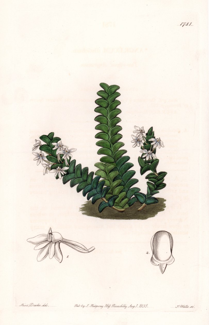 Orquídea: Angraecum variedade, nativa da África Equatorial - Placa gravada por S.Watts, de uma ilustração de Sarah Anne Drake (1803-1857), do Botanical Register of Sydenham Edwards (1768-1819), Inglaterra de Sydenham Teast Edwards