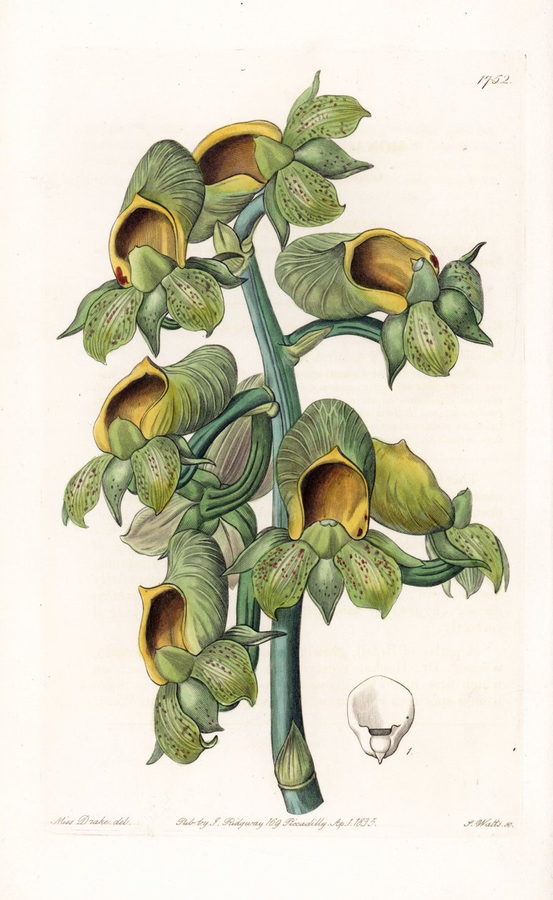 Orquídea: Casatetum variedade, nativa do Brasil - Placa gravada por S.Watts, a partir de uma ilustração de Sarah Anne Drake (1803-1857), do Botanical Register of Sydenham Edwards (1768-1819), Inglaterra de Sydenham Teast Edwards