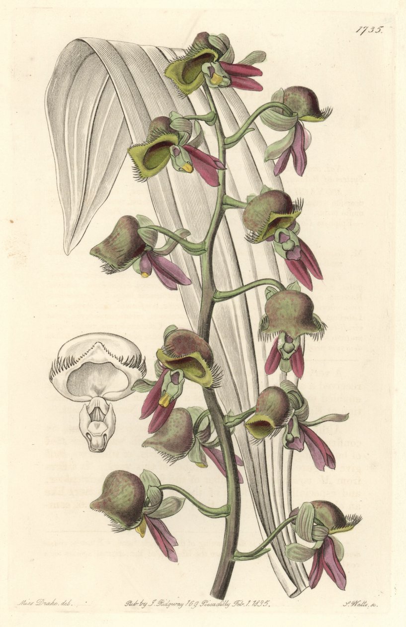 Orchid Catasetum, flores de dois tons, nativas da Guiana - Water forte de S. Watts a partir de uma ilustração de Sarah Anne Drake (1803-1857), do Botanical Register de Sydenham Teast Edwards