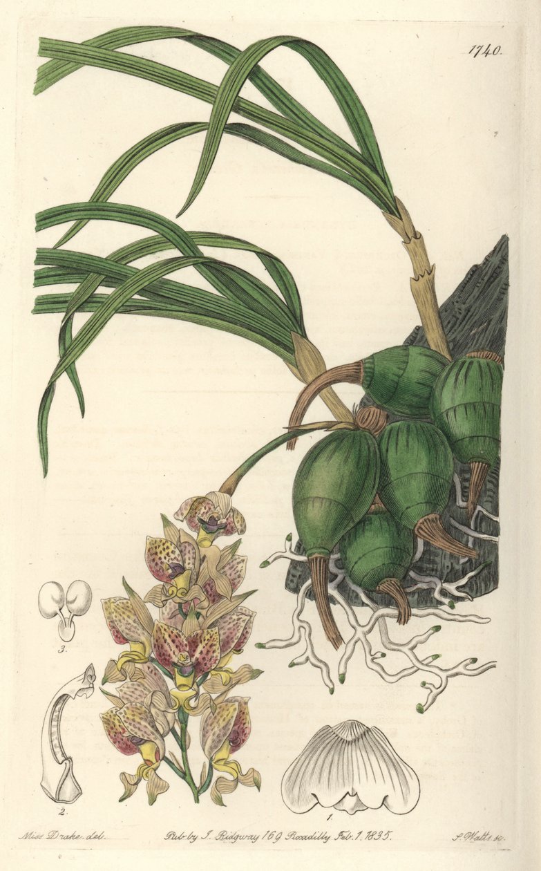 Orchid Grobya, com flores amarelas e roxas, nativa do Brasil - Water forte de S. Watts a partir de uma ilustração de Sarah Anne Drake (1803-1857), do Botanical Register de Sydenham Teast Edwards
